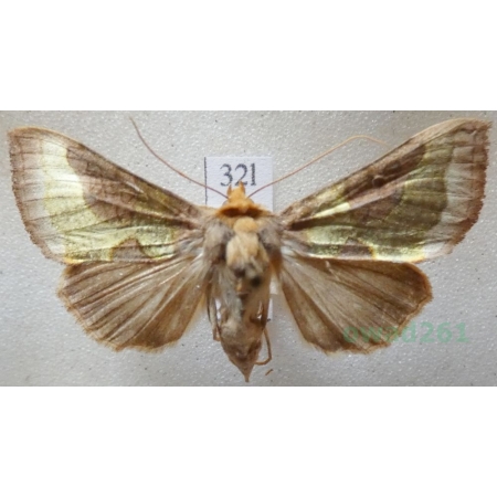 Diachrysia stenochrysis (Warren, 1913) Błyszczka nibyspiżówka Czech32l